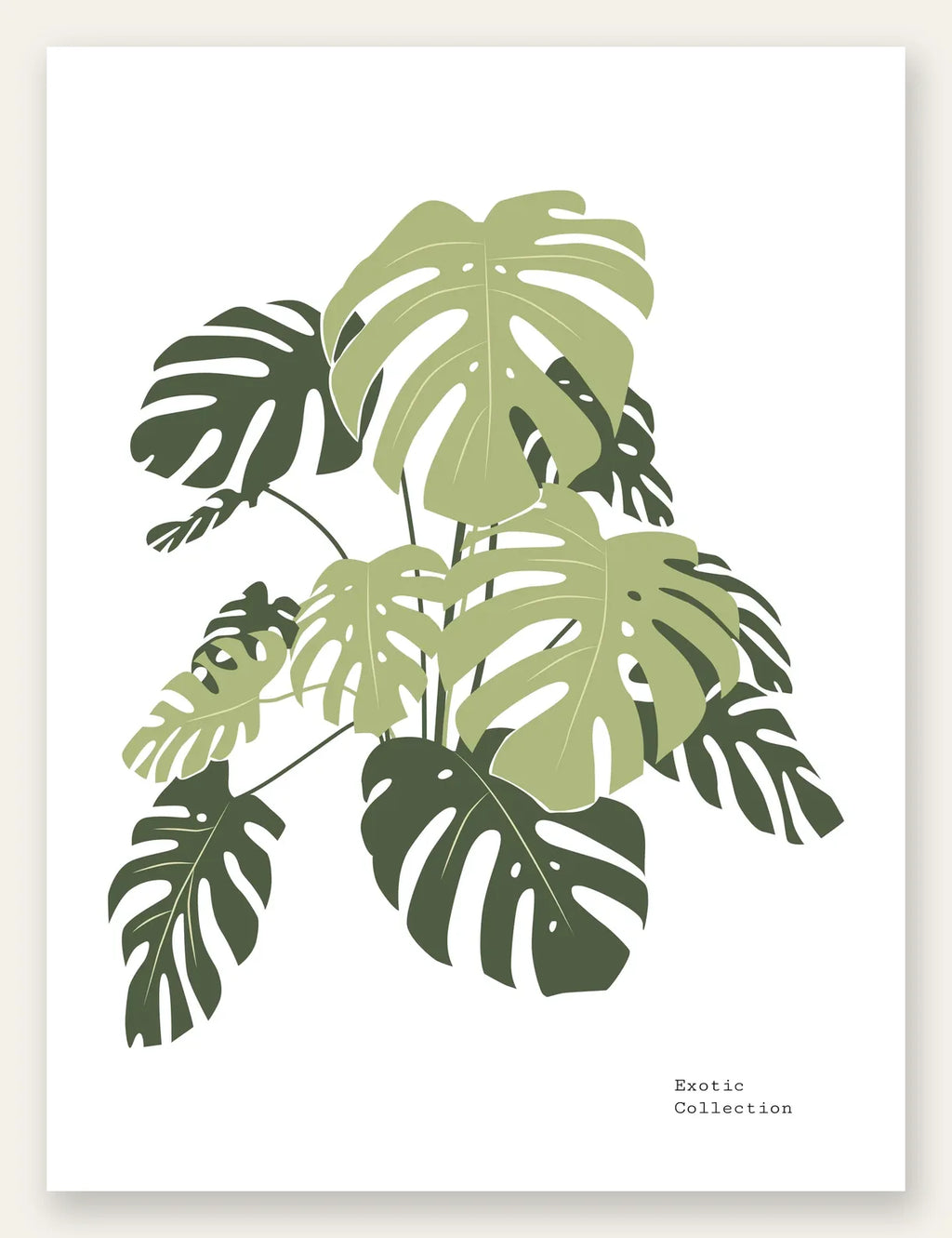 Affiche monstera botanique, grandes feuilles decoupees vertes sur fond blanc