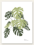 Affiche monstera botanique, grandes feuilles decoupees vertes sur fond blanc