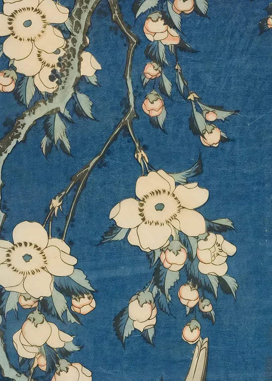 Gros plan sur le bouvreuil Hokusai et la branche de cerisier bleue